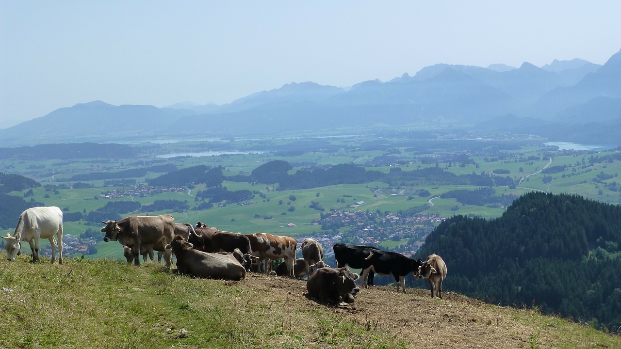 allgäu sun cows free photo