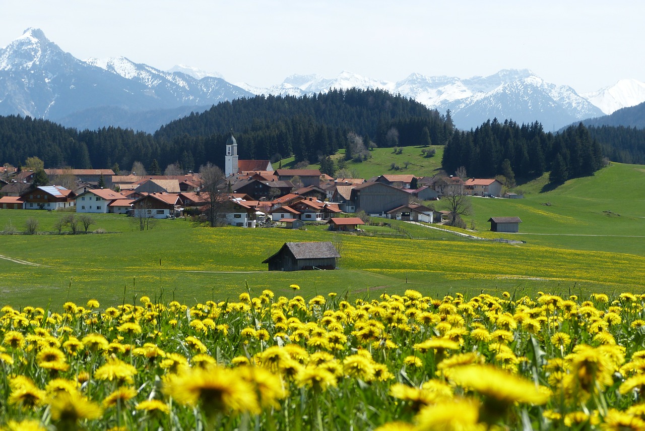 allgäu spring dandelion free photo