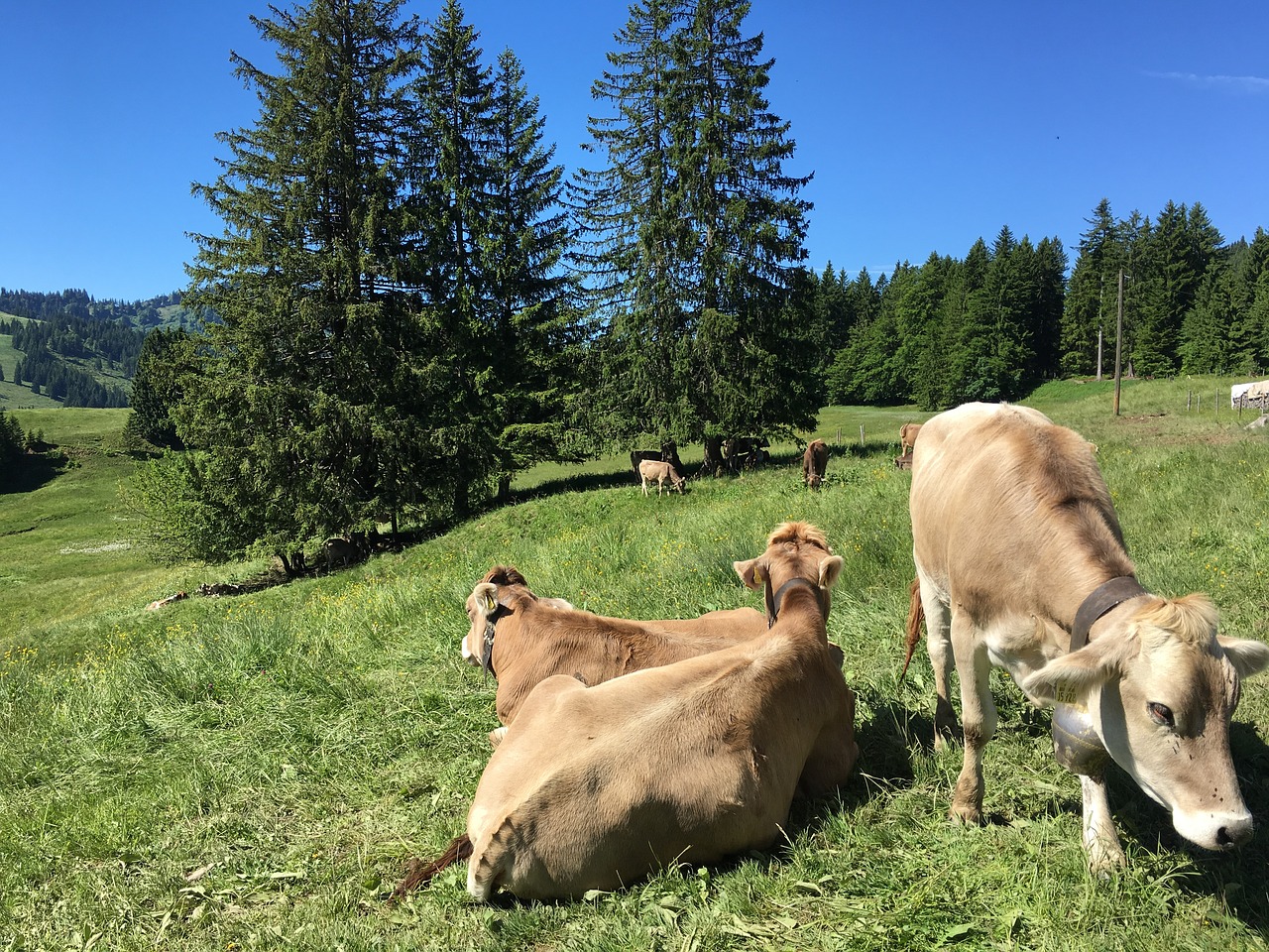 allgäu cows alm free photo