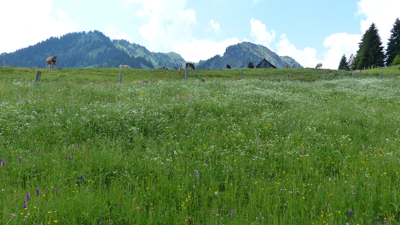 allgäu alpe meadow free photo