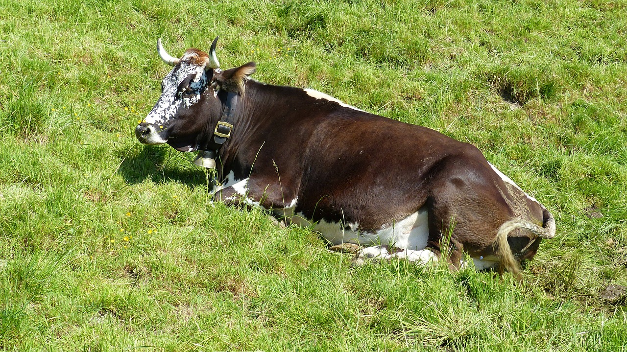 allgäu cow ruminant free photo