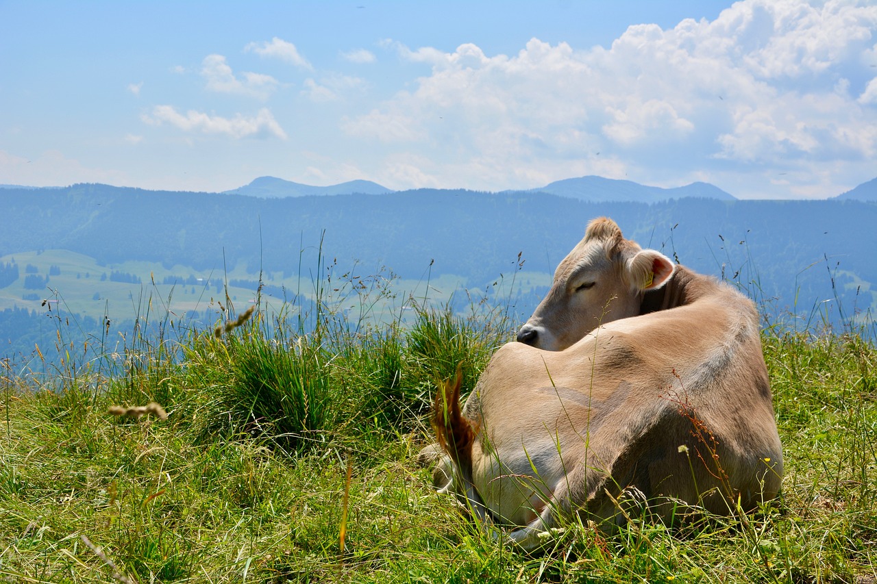 allgäu  mountains  cow free photo