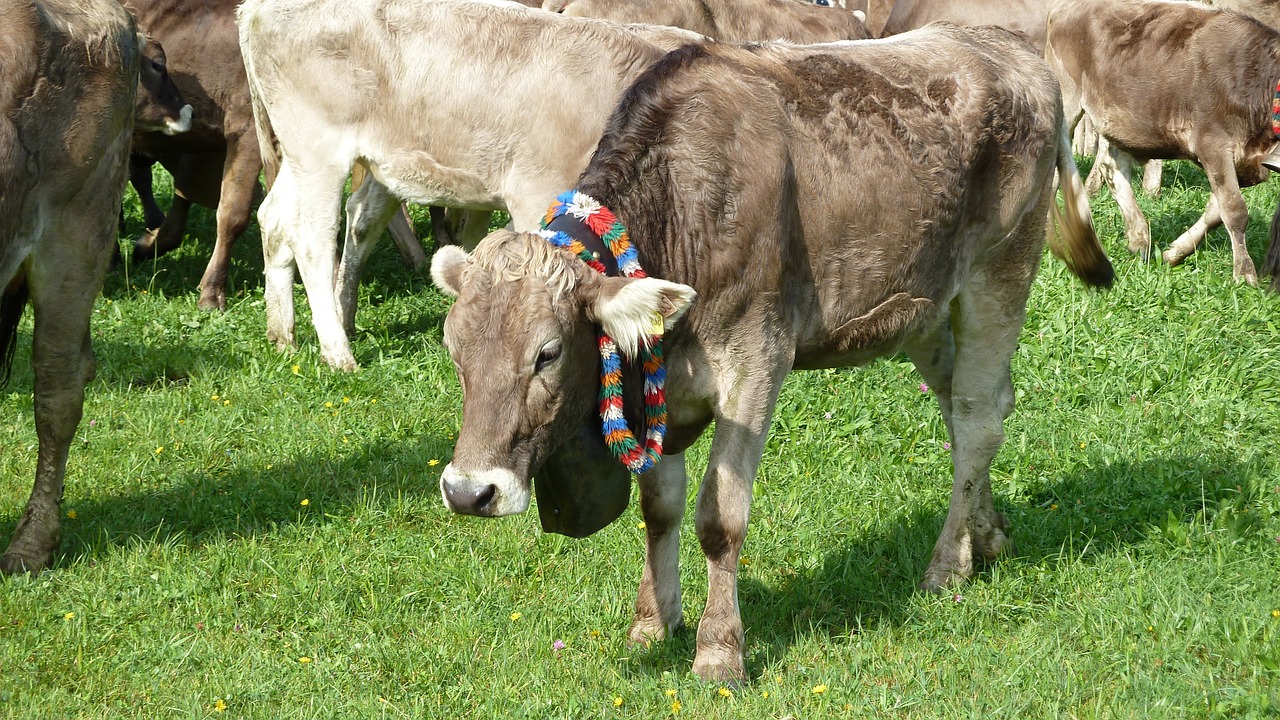 allgäu miss cow free photo