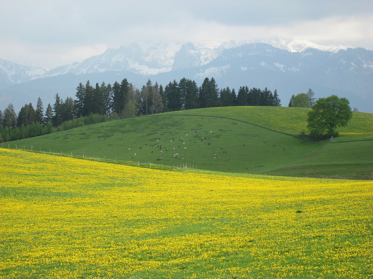 allgäu spring lowenzahnwiese free photo