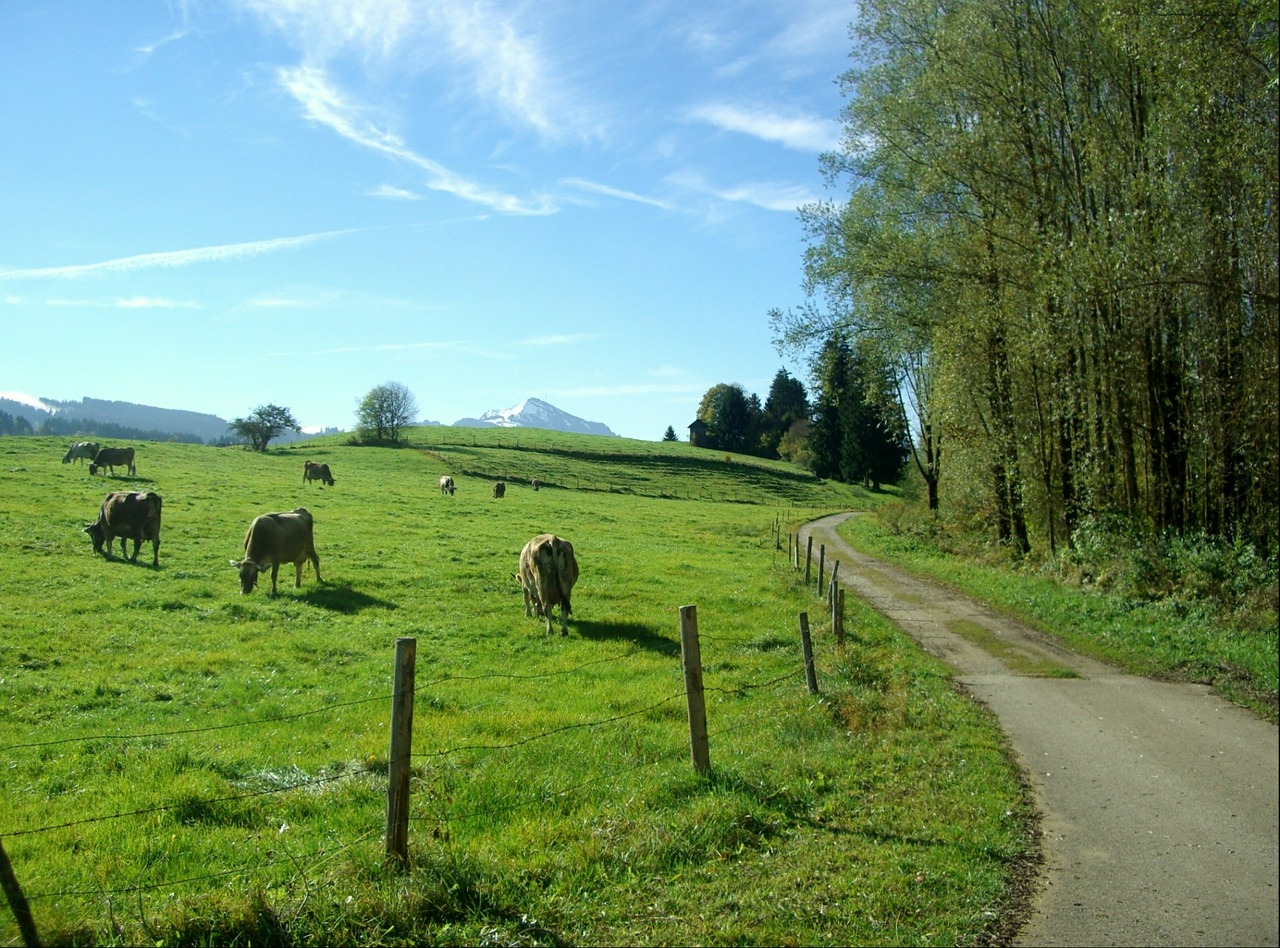 allgäu away nature free photo