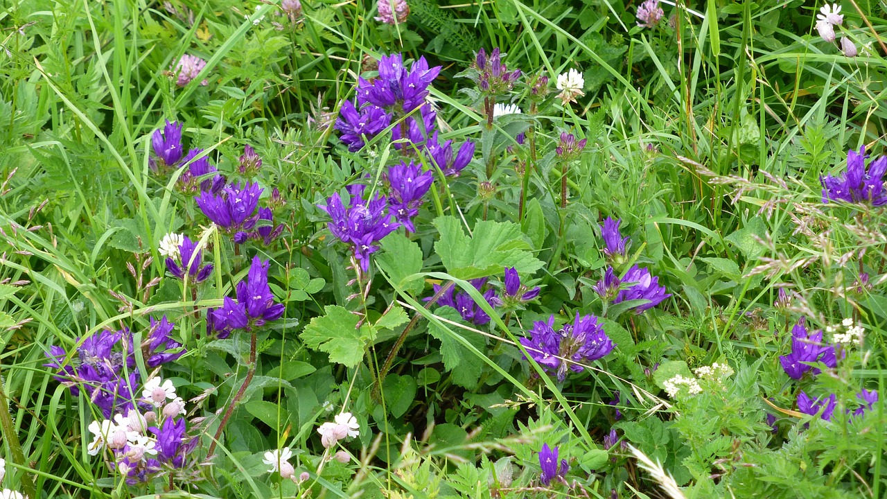 allgäu mountain flowers meadow free photo