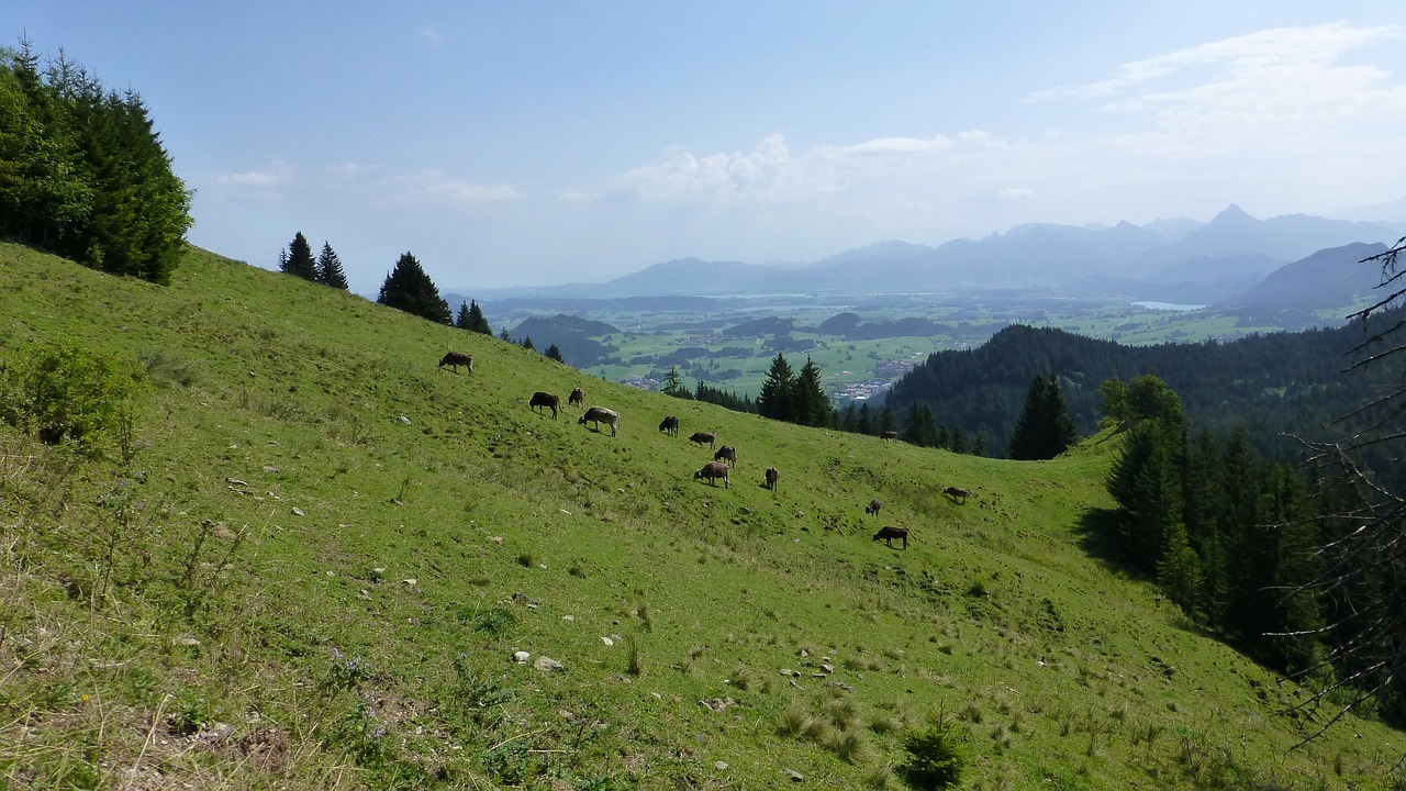 allgäu,kappeler alpe,meadow,cows,mountains,lakes,king angle,panorama,paradise,free pictures, free photos, free images, royalty free, free illustrations, public domain