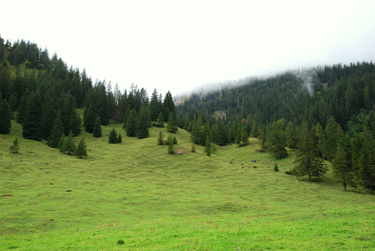 allgäu meadow trees free photo