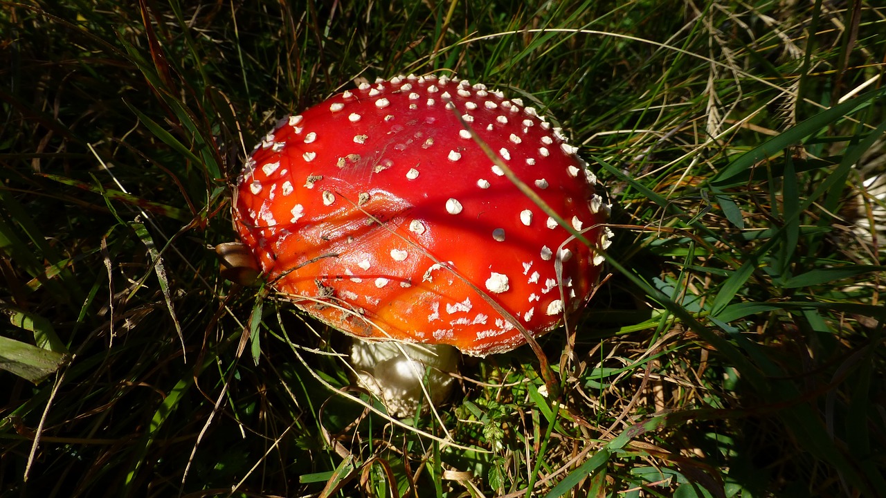 allgäu forest mushrooms free photo