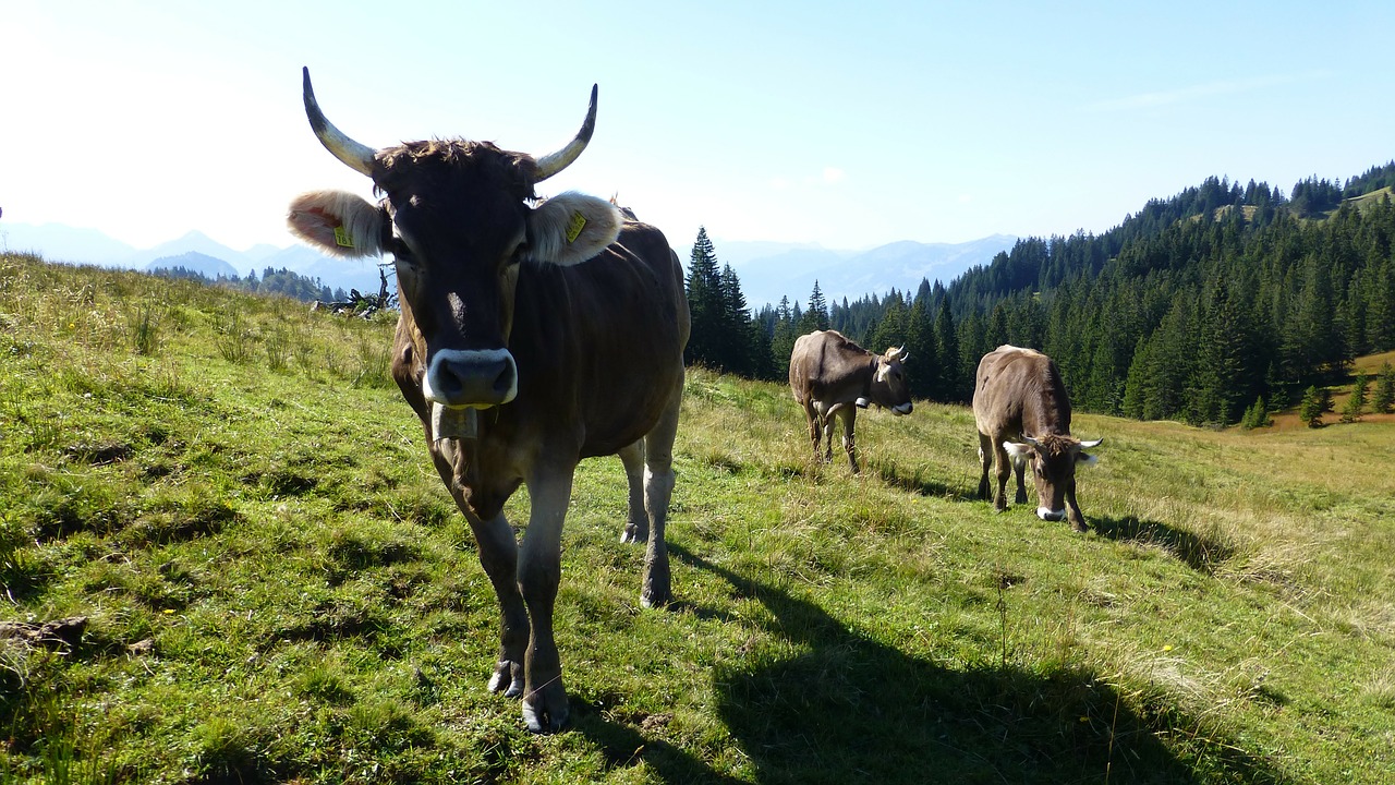 allgäu cattle cow free photo