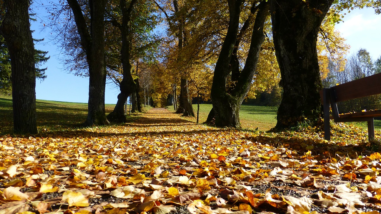 allgäu autumn leaves free photo