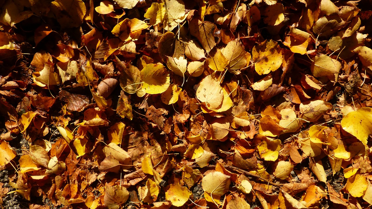 allgäu autumn leaves free photo