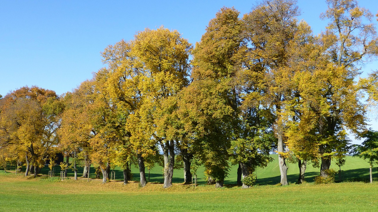 allgäu autumn leaves free photo