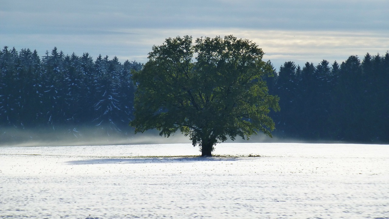 allgäu autumn snow free photo