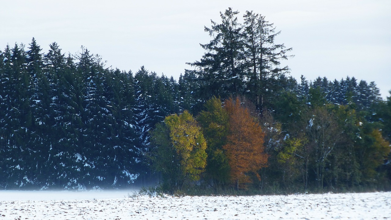 allgäu autumn snow free photo