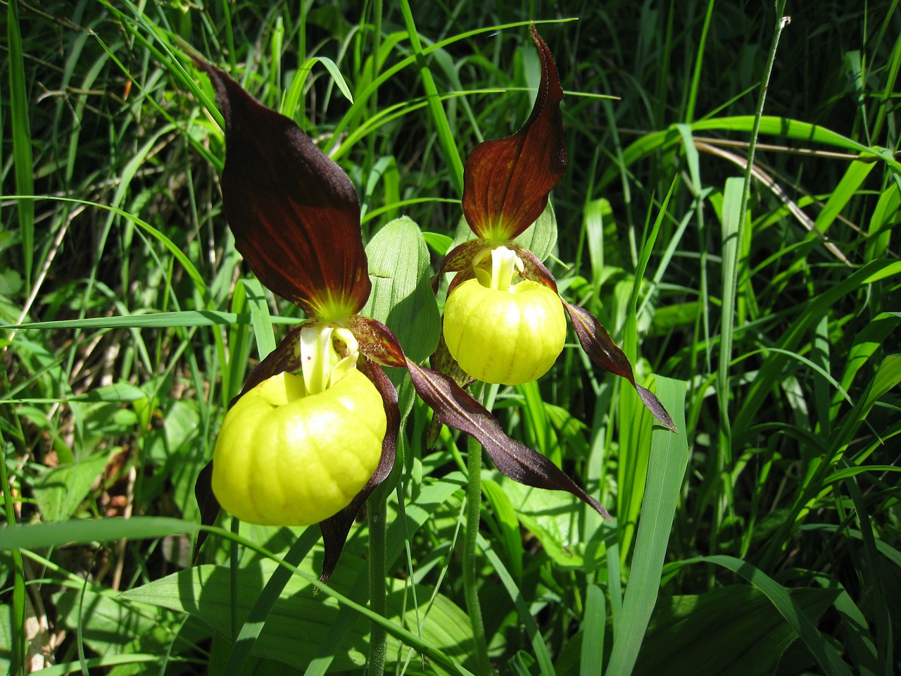 allgäu wild flower orchiedee free photo