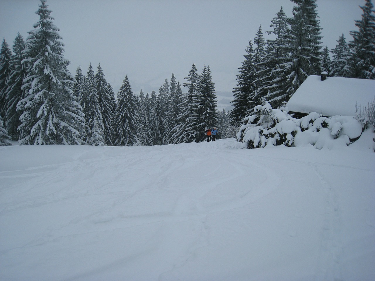 allgäu backcountry skiiing forest free photo