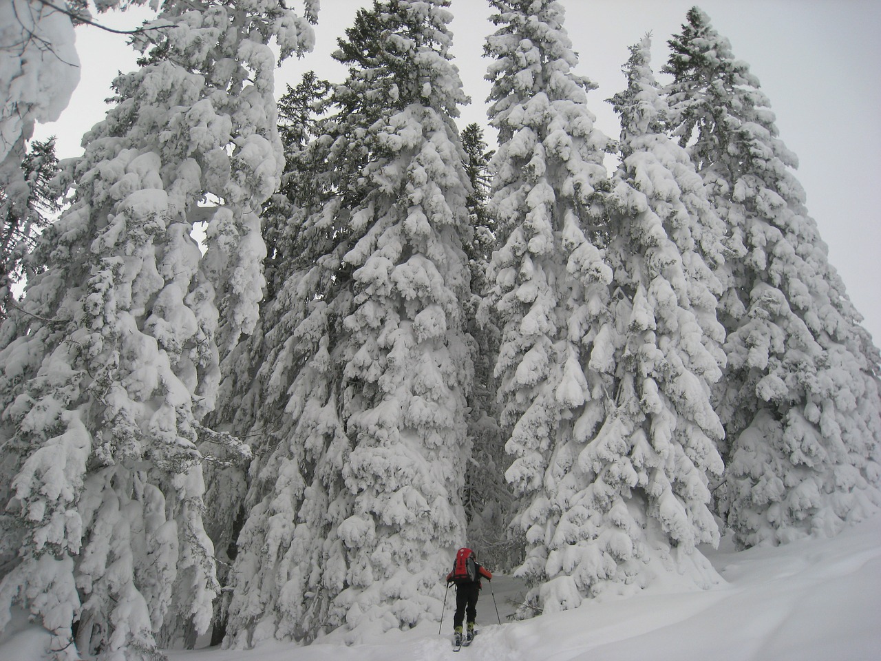 allgäu backcountry skiiing forest free photo