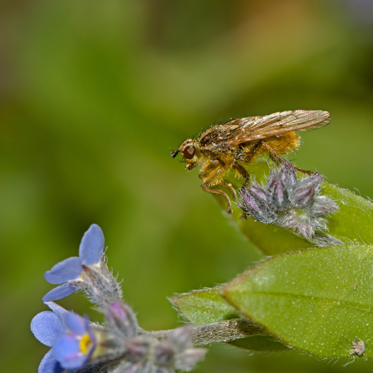 macro animals alien free photo