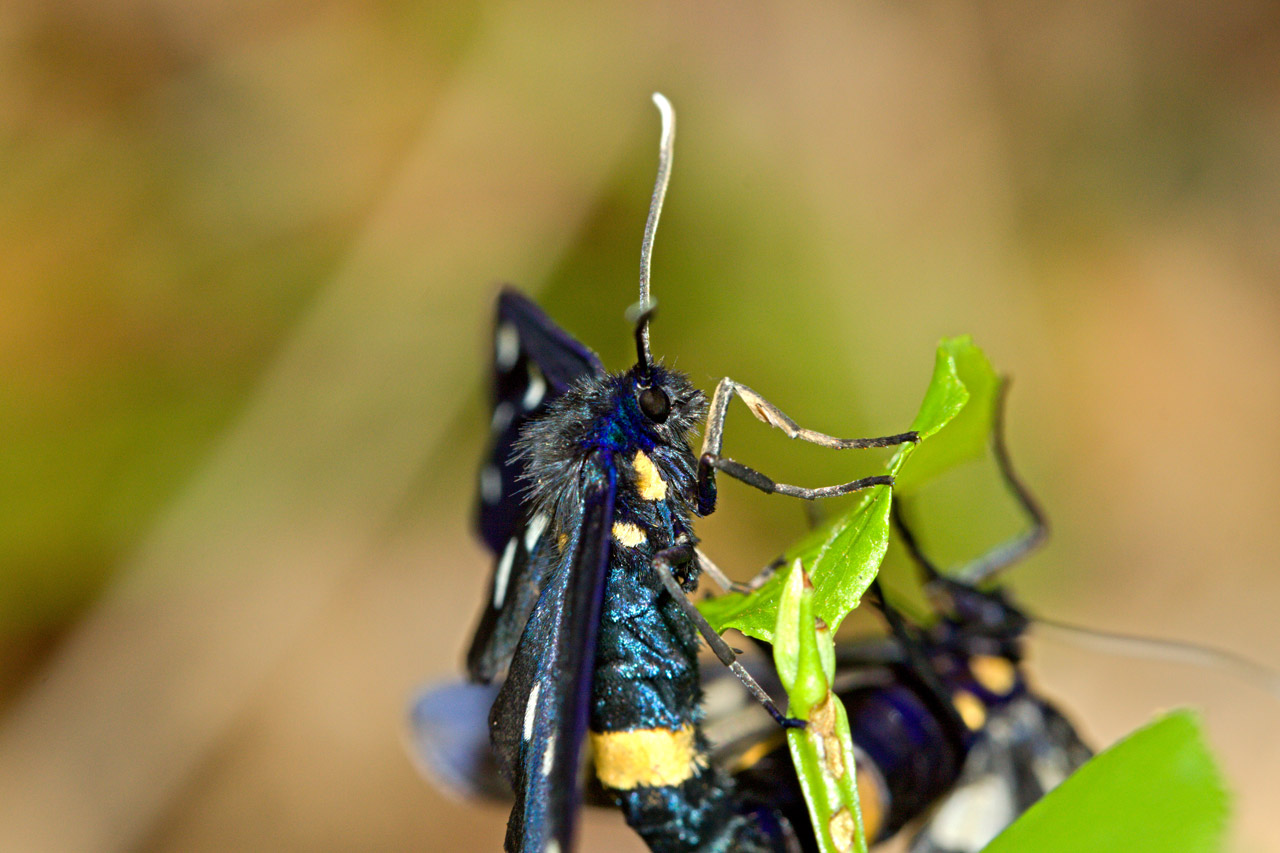 butterfly wild animal free photo