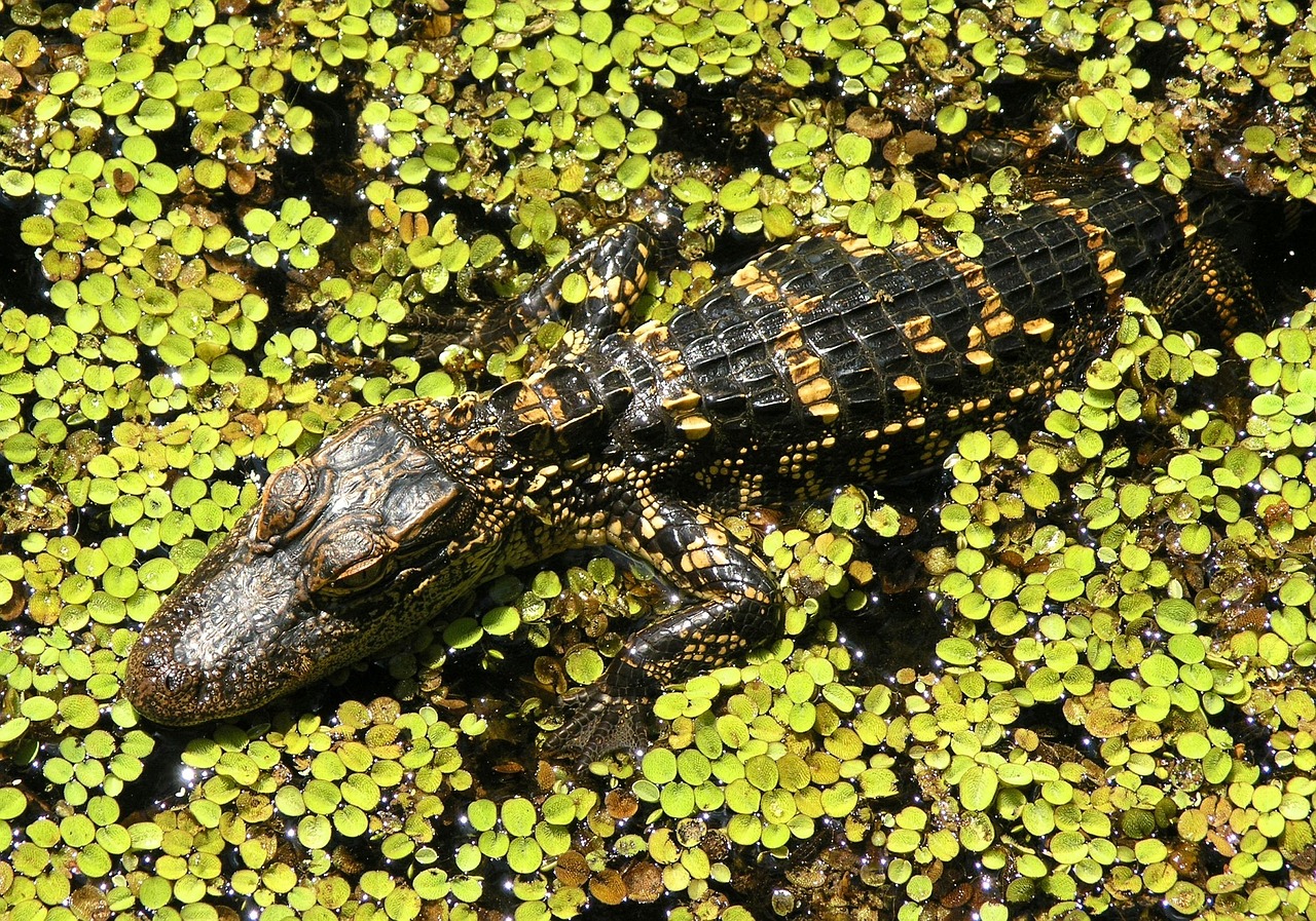 alligator baby young free photo