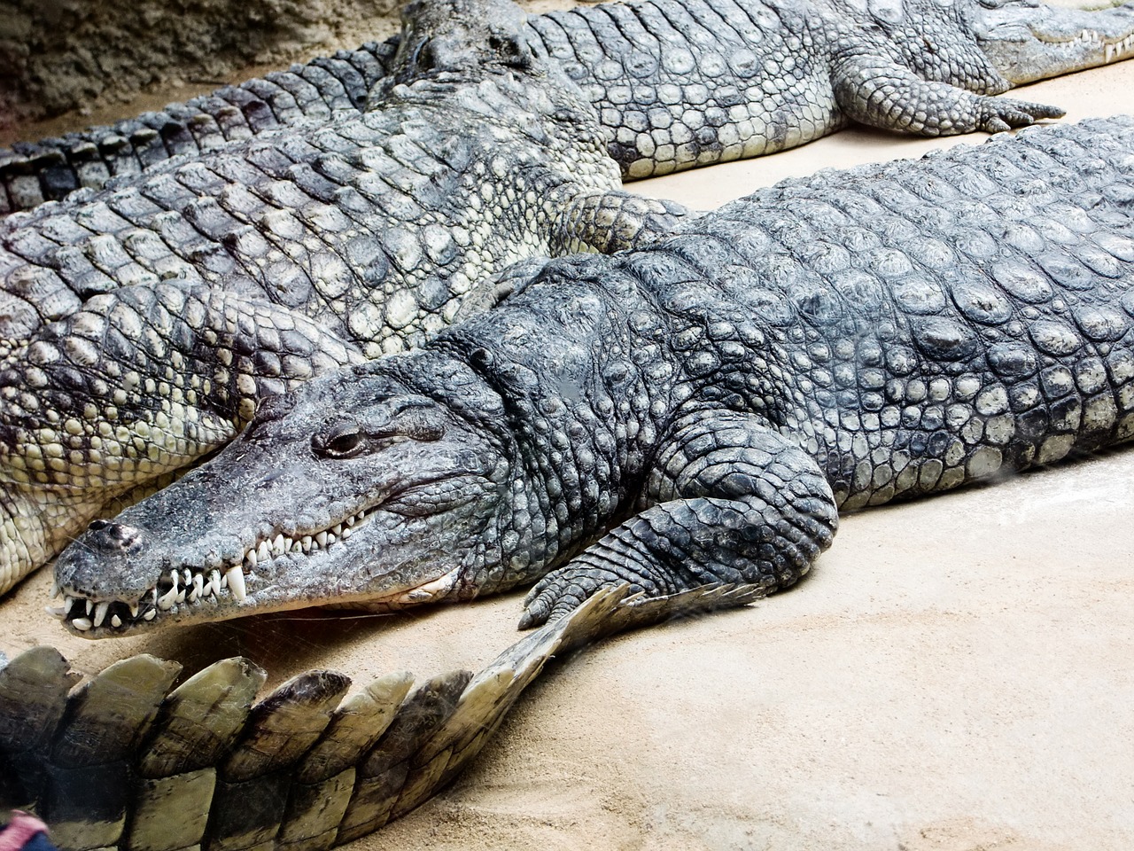 Download free photo of Alligator,crocodile,dangerous,reptile,animals ...