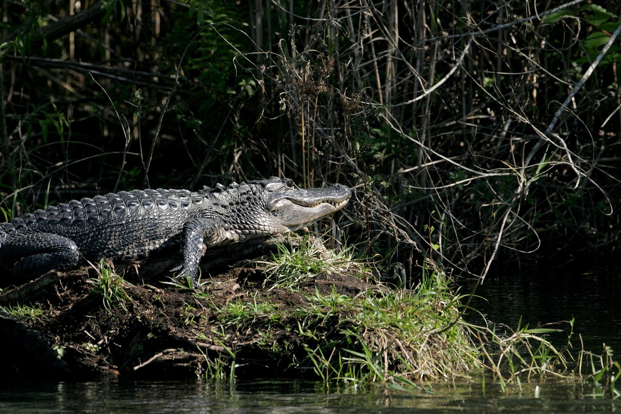 alligator water sunning free photo