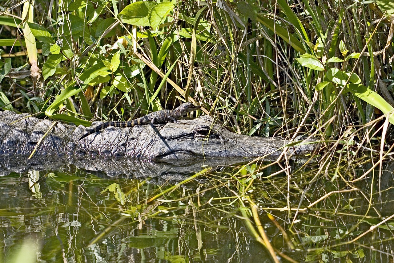 alligator water swamp free photo