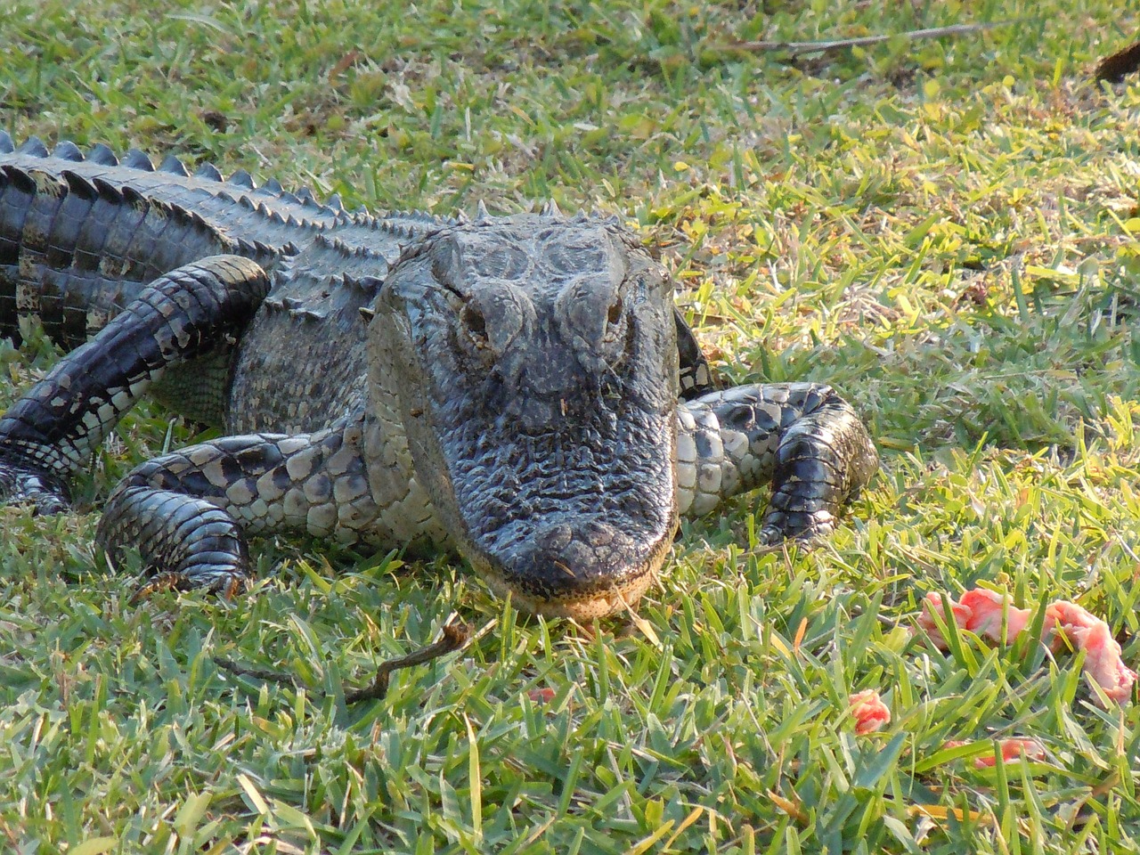 alligator animal hir free photo