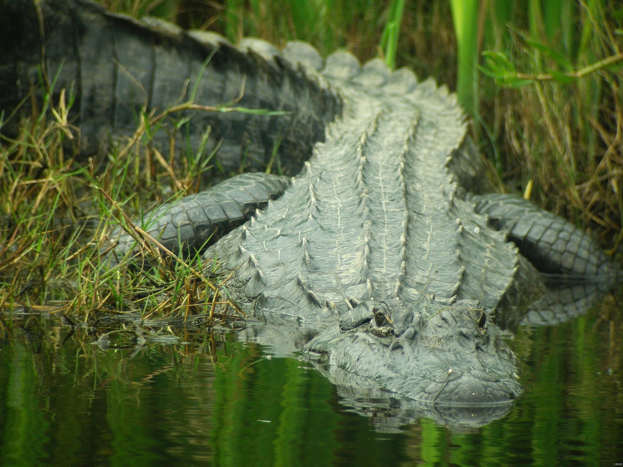 alligator water looking free photo