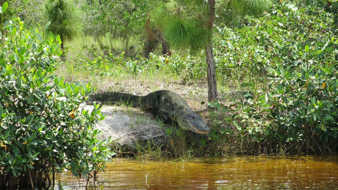 alligator florida crocodile free photo