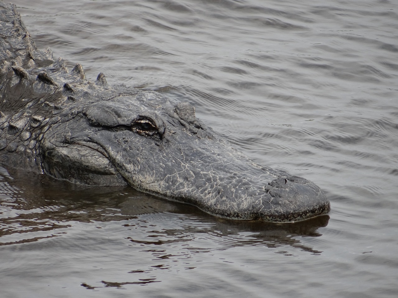 alligator gator wildlife free photo