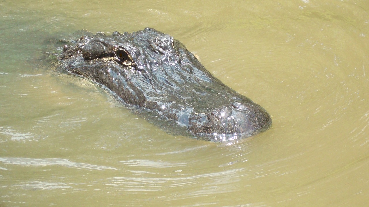 alligator swamp reptile free photo