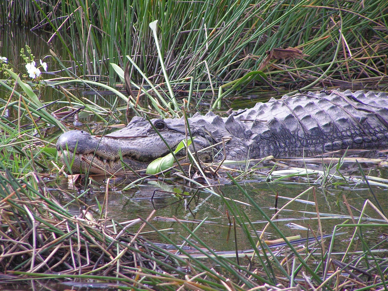 alligator gator florida free photo