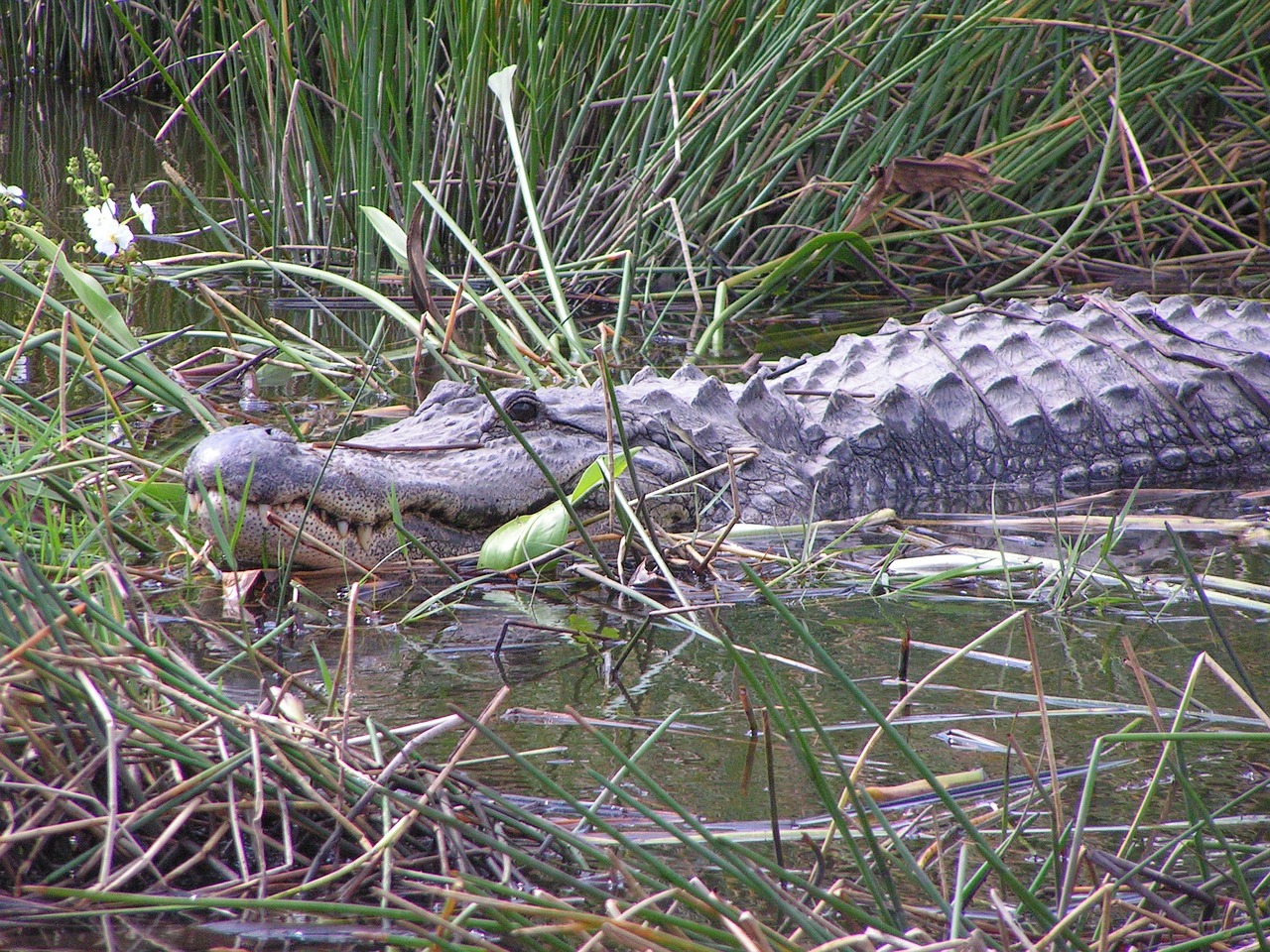 Gator крокодил