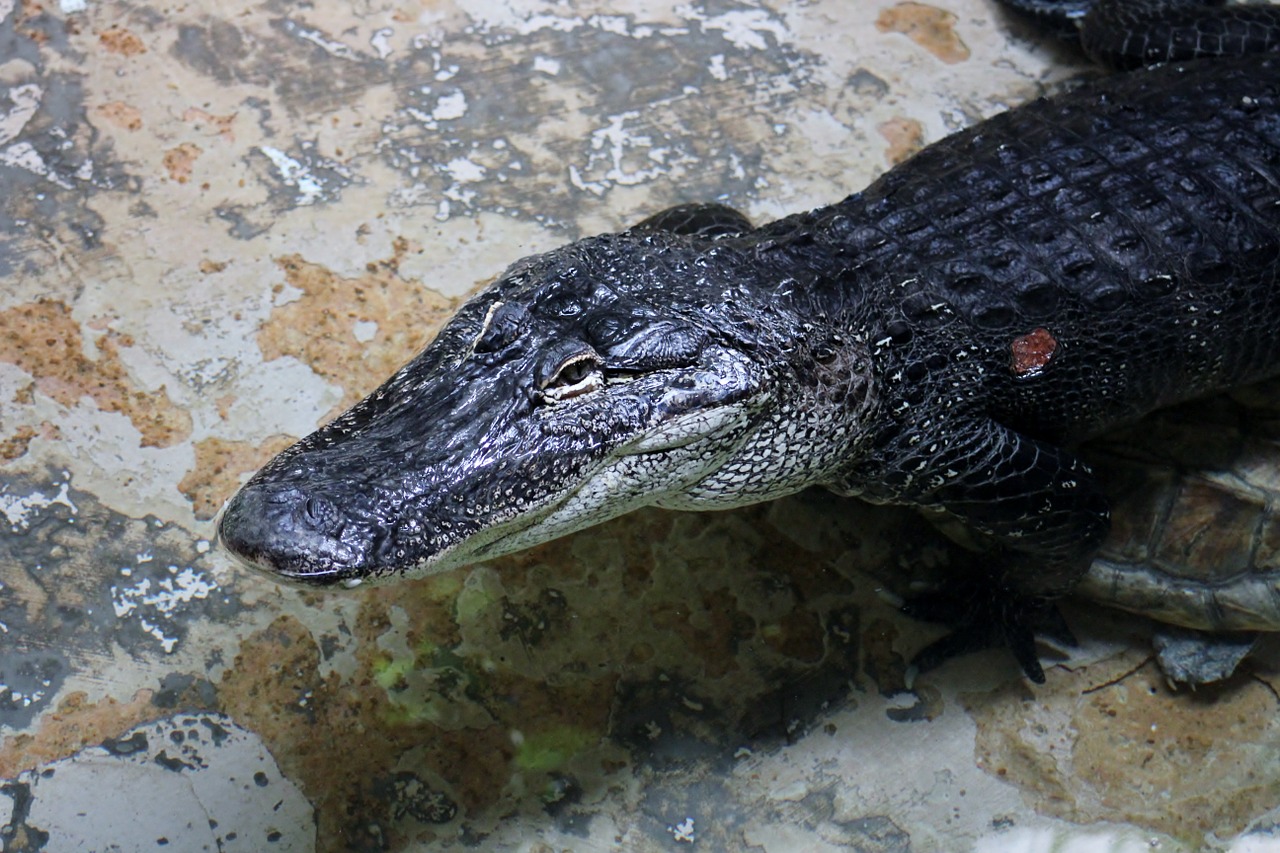 alligator reptile zoo free photo