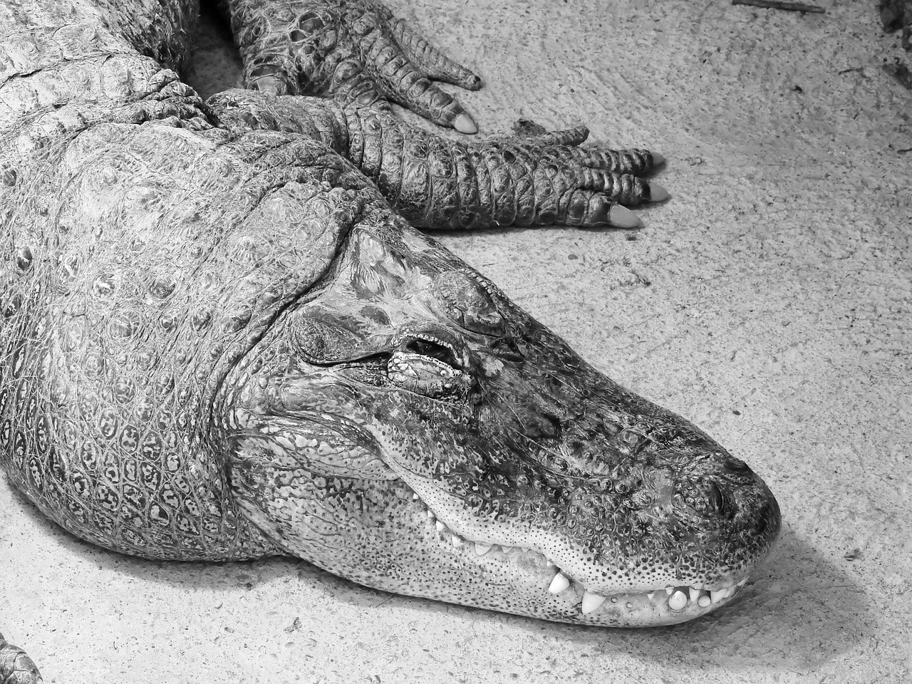 alligator reptile animal free photo