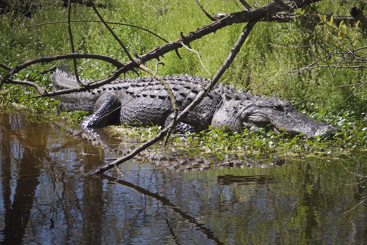 alligator water sunning free photo