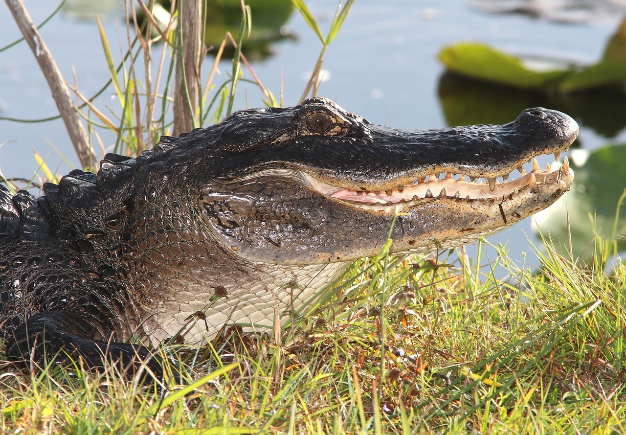 alligator head wildlife free photo