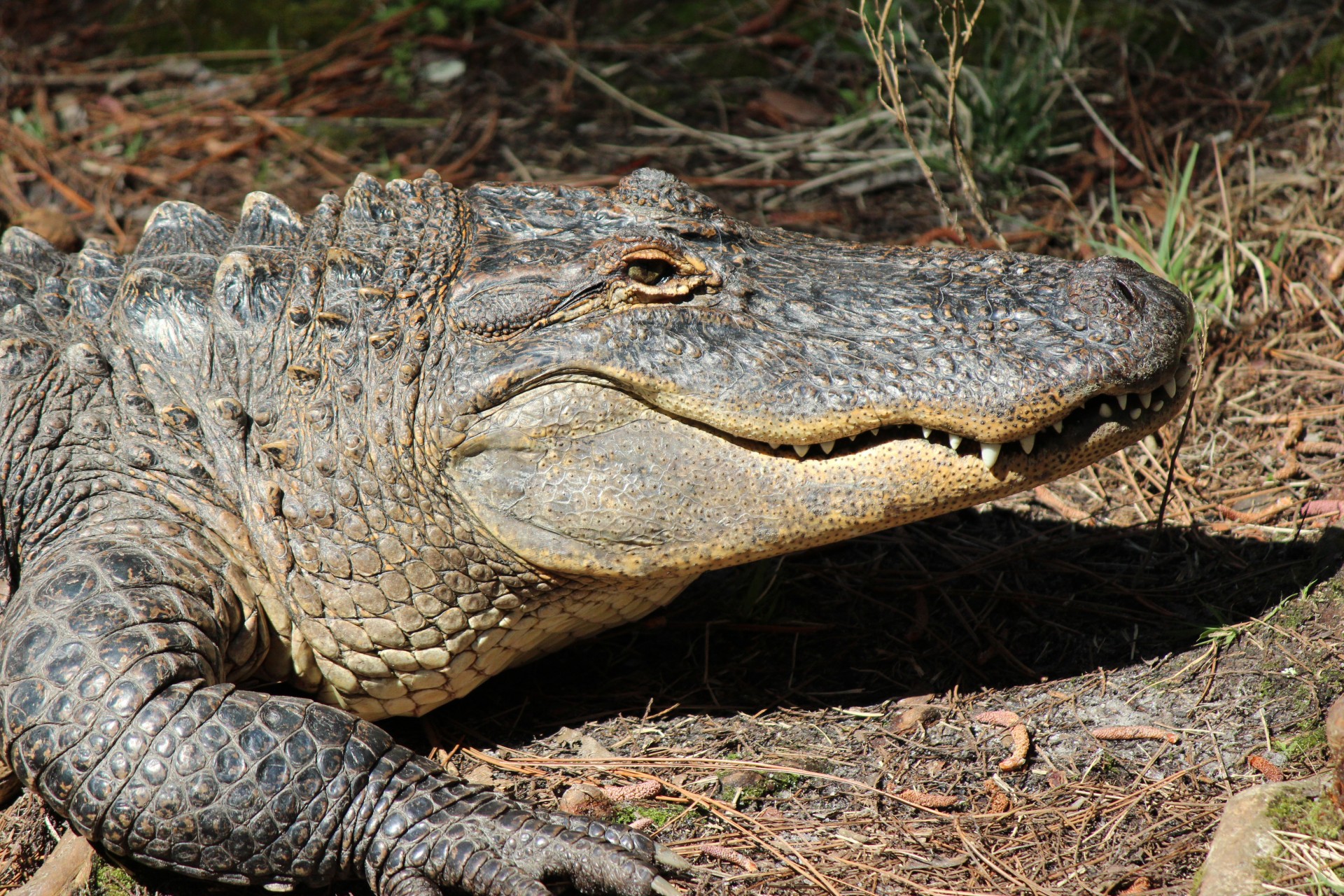 alligator head closeup free photo