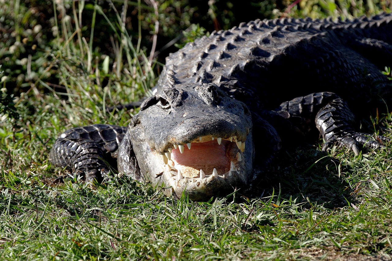 alligator looking wildlife free photo