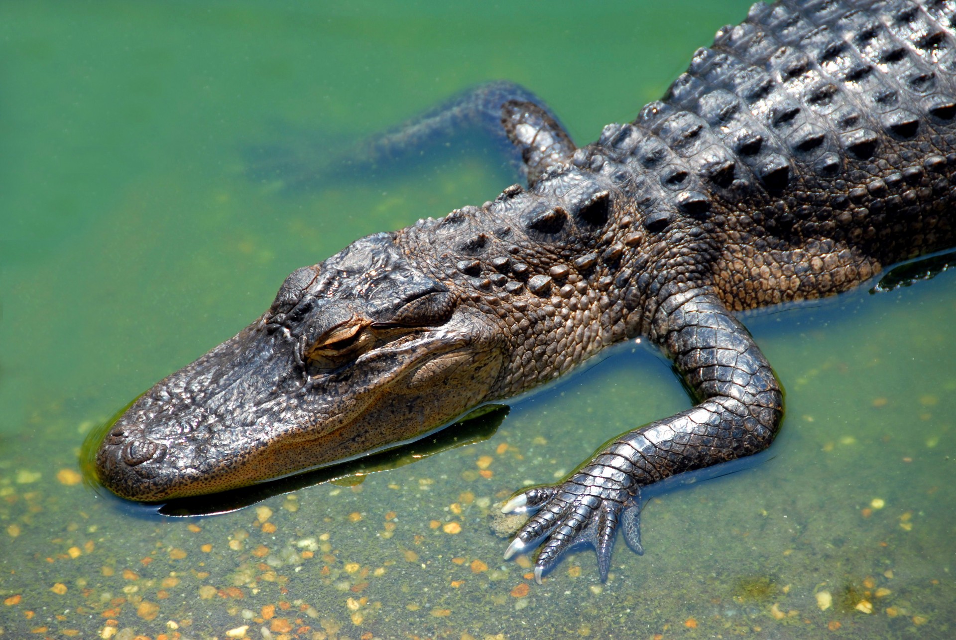 alligator animal reptile free photo