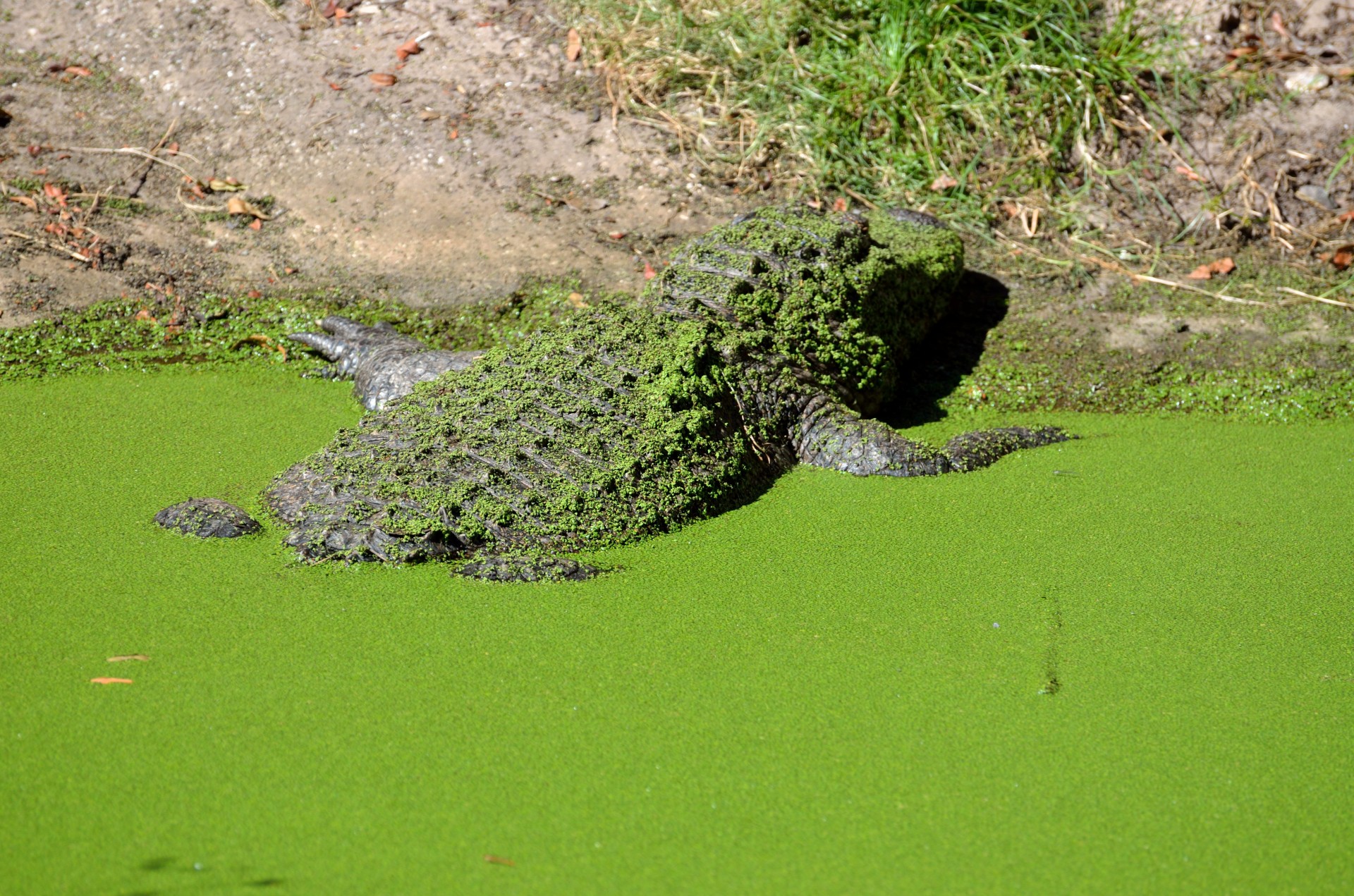 alligators american amphibian free photo