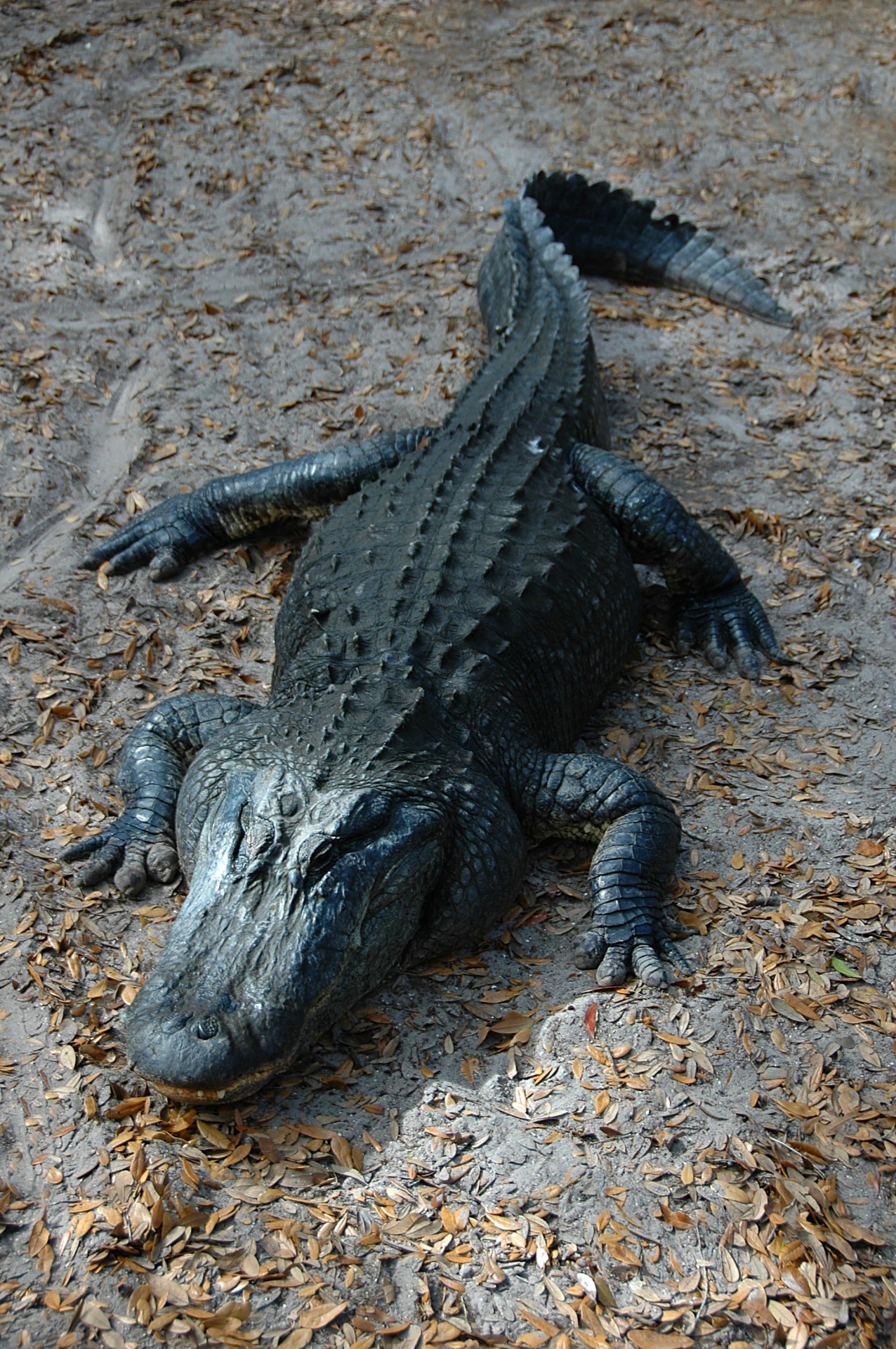 alligator wildlife nature free photo