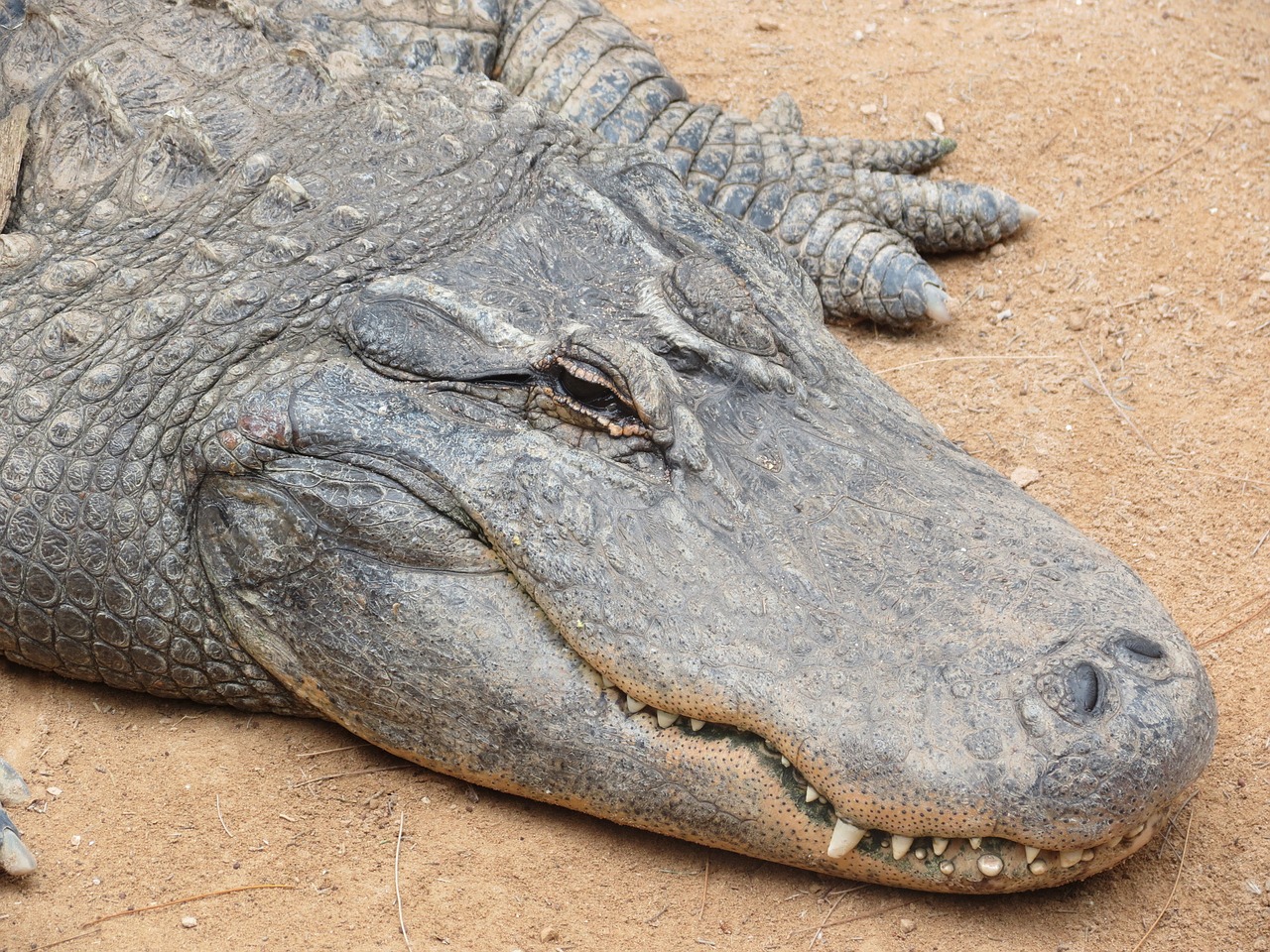 alligator sand the teeth of the free photo