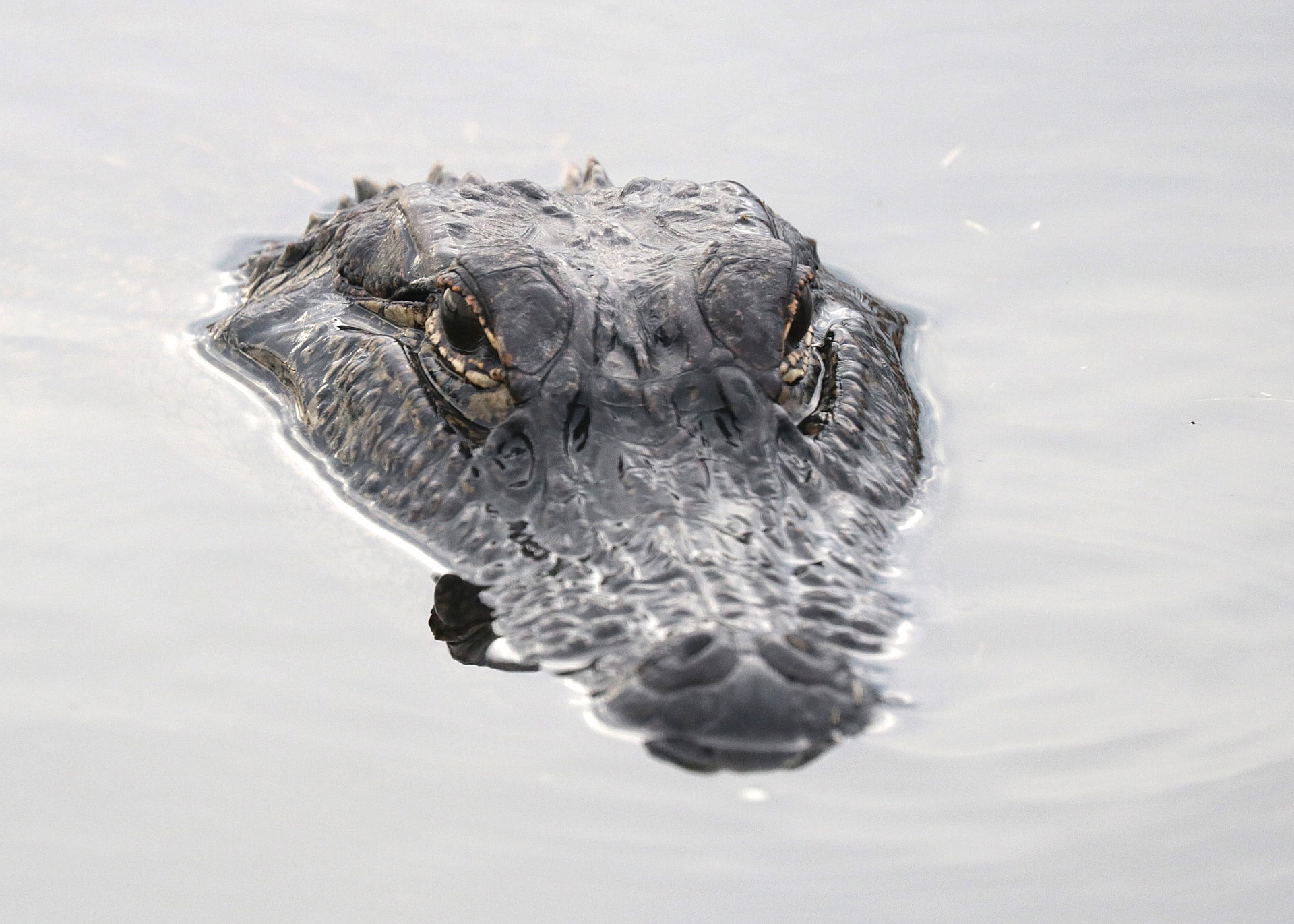 alligator eyes water free photo