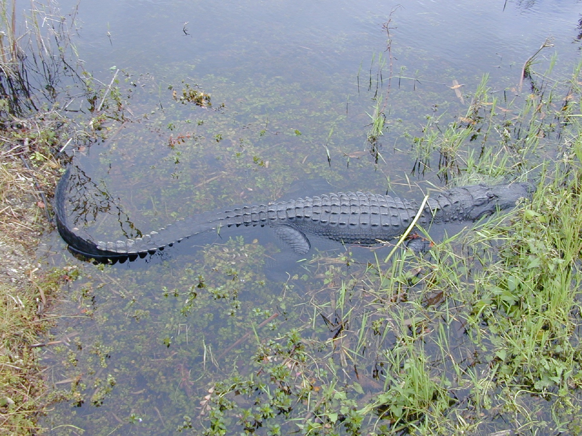 alligator portrait water free photo