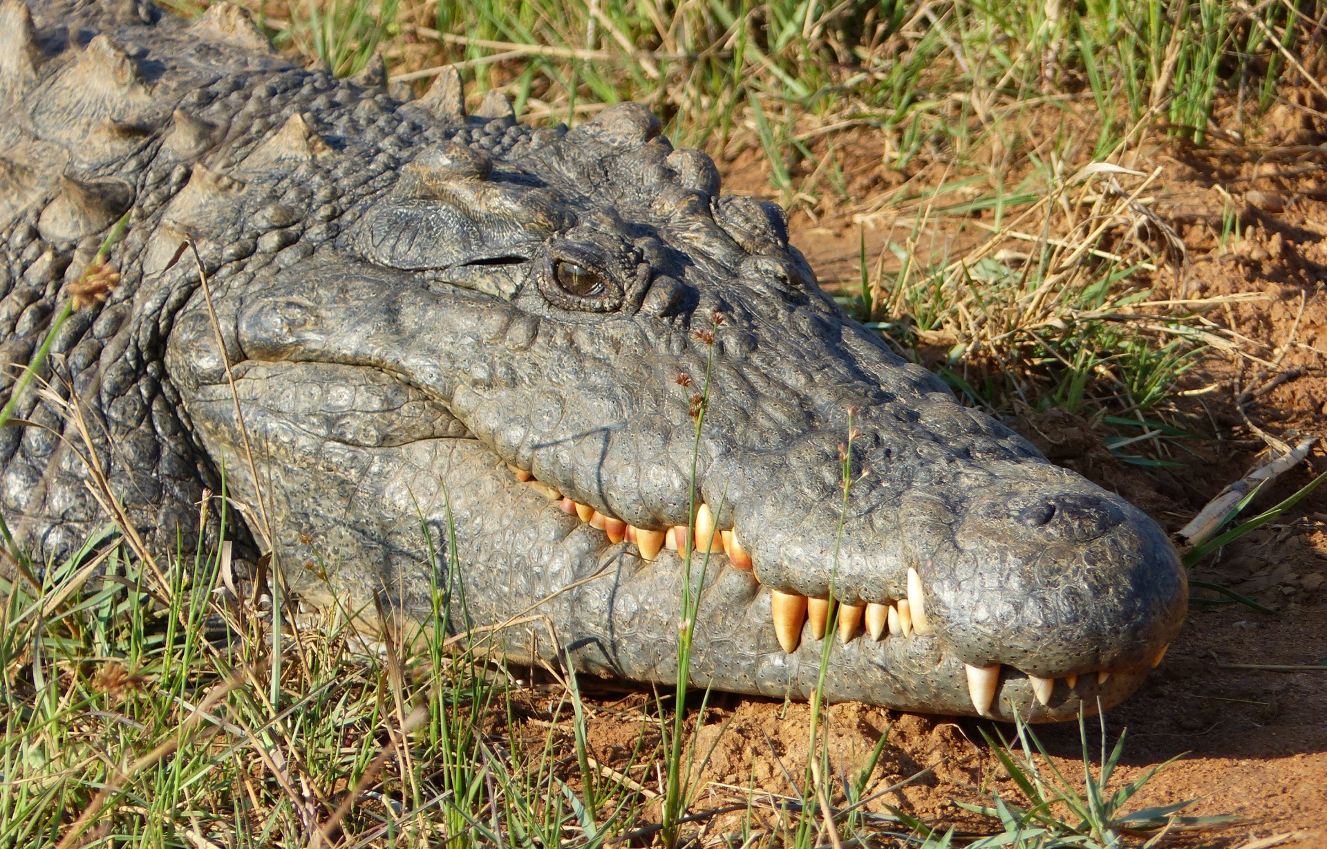 alligator teeth mouth free photo