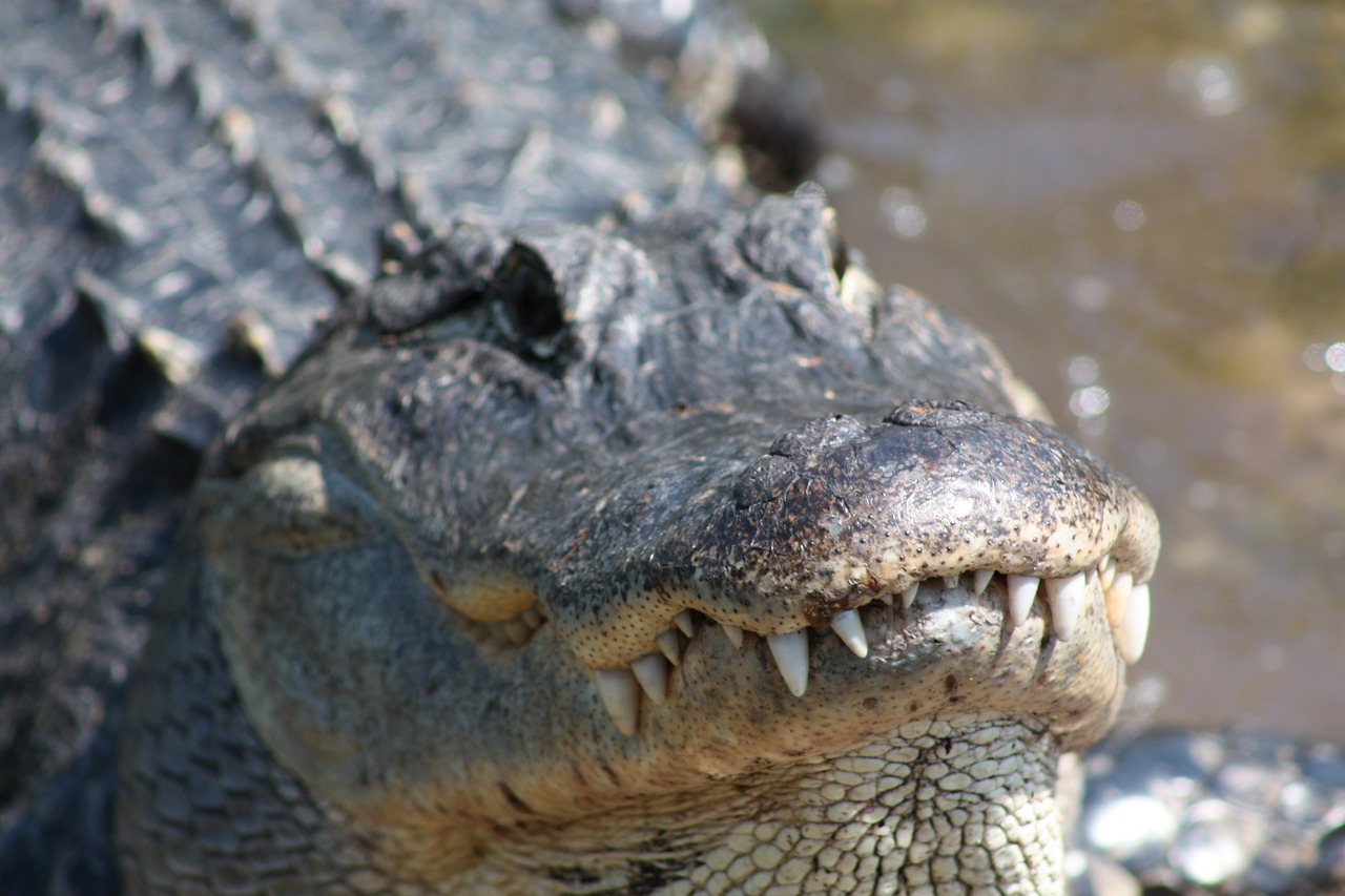 alligator crocodile mississippi free photo