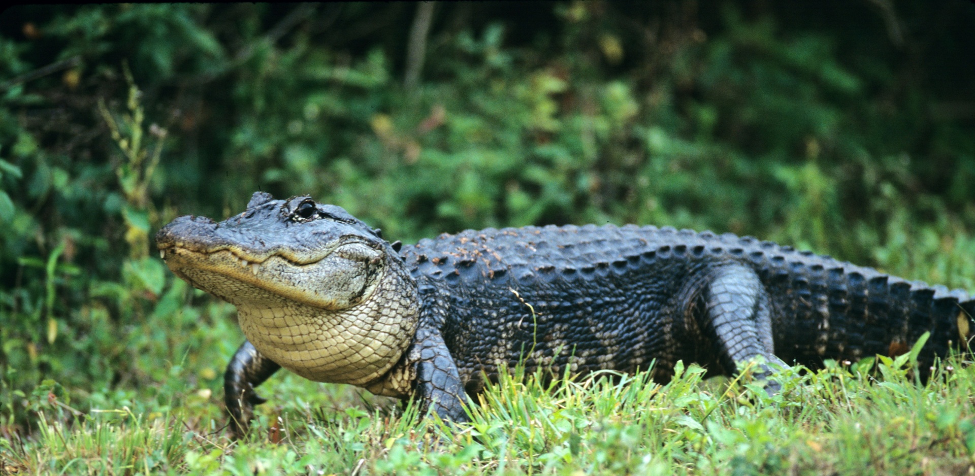 alligator wildlife nature free photo